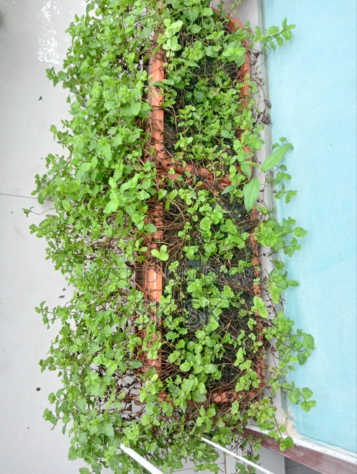 13 pcs plant stands for sale, along with many free plants, soil, and pots
