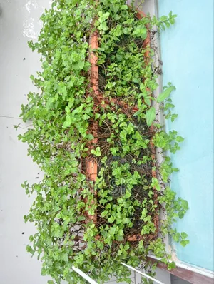 13 pcs plant stands for sale, along with many free plants, soil, and pots