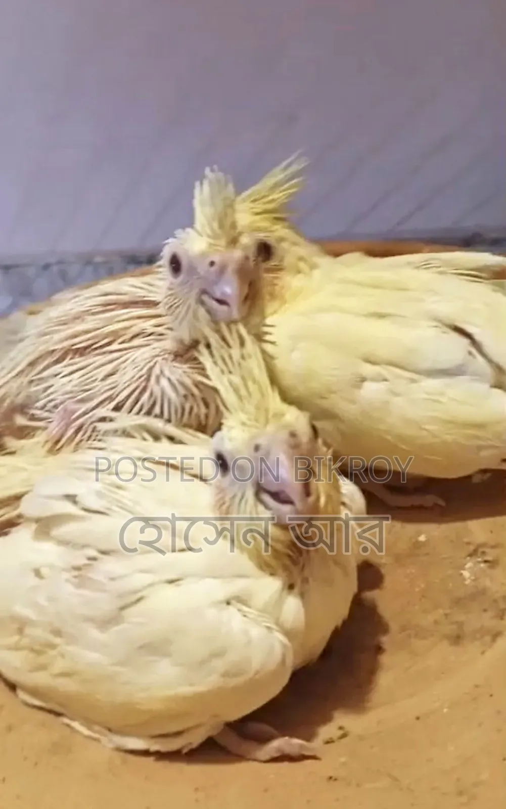 কোকাটেল টেইম সাইজ বেবি