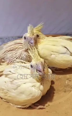 কোকাটেল টেইম সাইজ বেবি