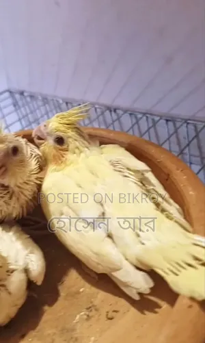 কোকাটেল টেইম সাইজ বেবি