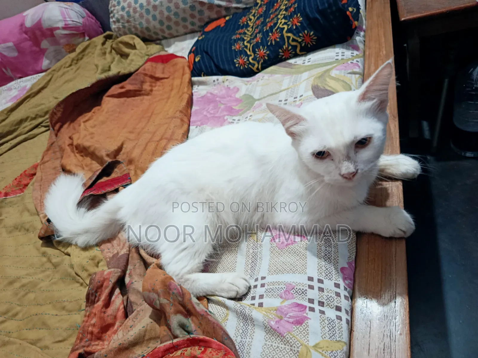 ৬-১২ মাসের ফিমেল মিক্সড ব্রিড পার্সিয়ান