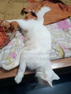 ৬-১২ মাসের ফিমেল মিক্সড ব্রিড পার্সিয়ান