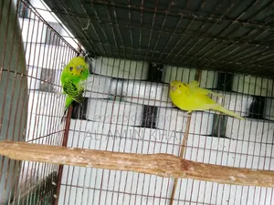 জেপি বাজরিকা