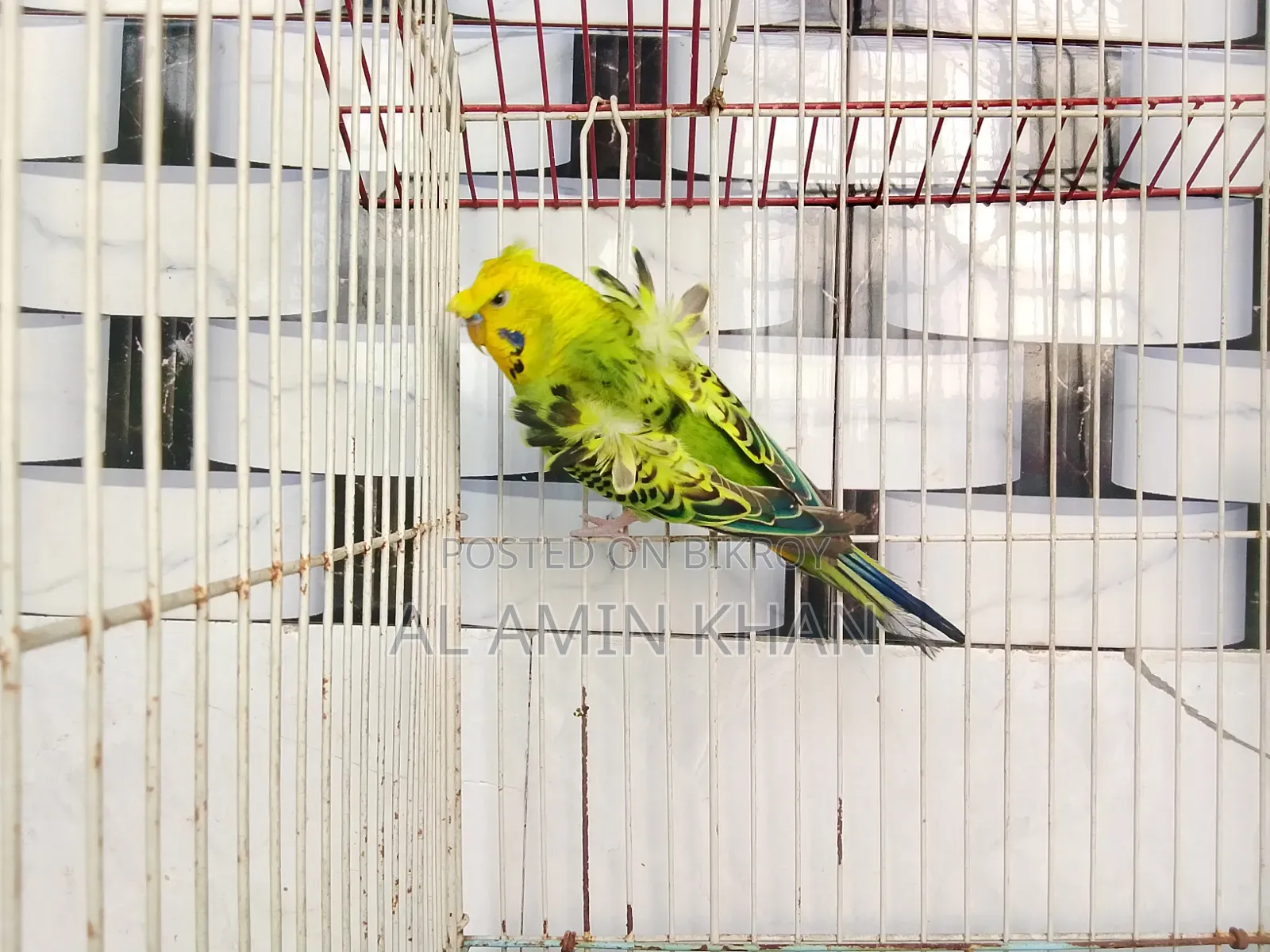 জেপি বাজরিকা