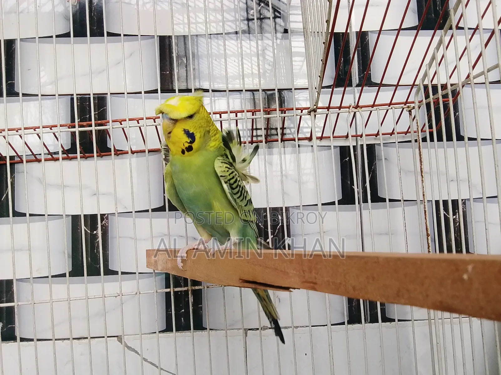 জেপি বাজরিকা
