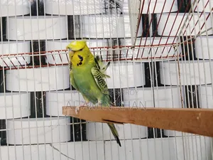 জেপি বাজরিকা