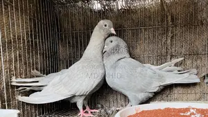 ফেন্সি পায়রা