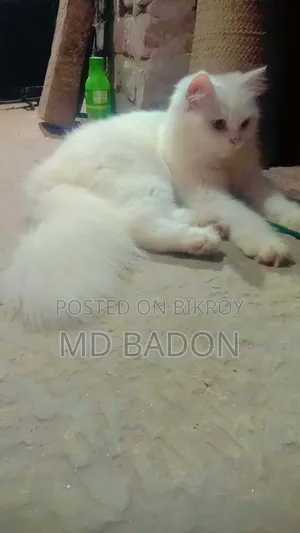 ৬-১২ মাস বয়সী পুরুষ বিশুদ্ধ পার্সিয়ান