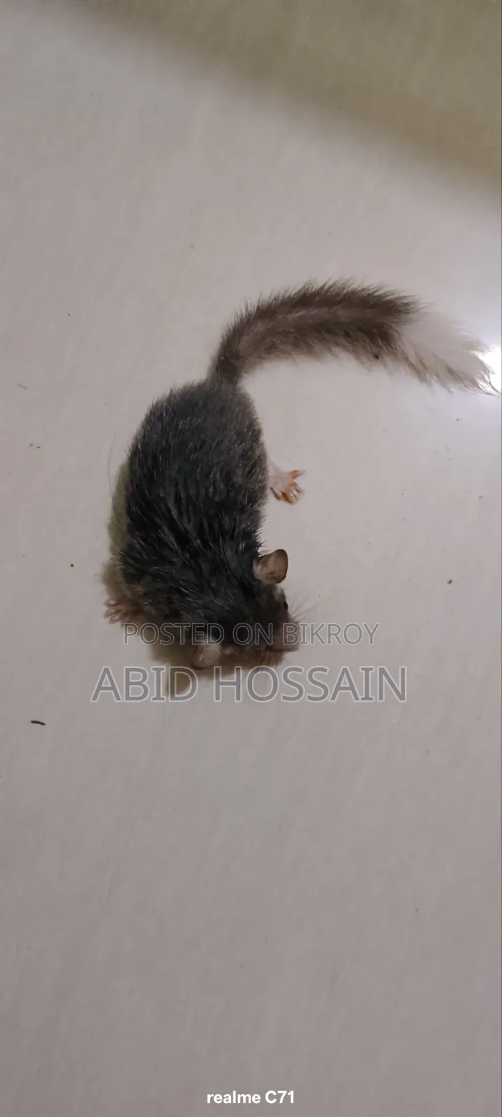 কাঠবিড়ালী