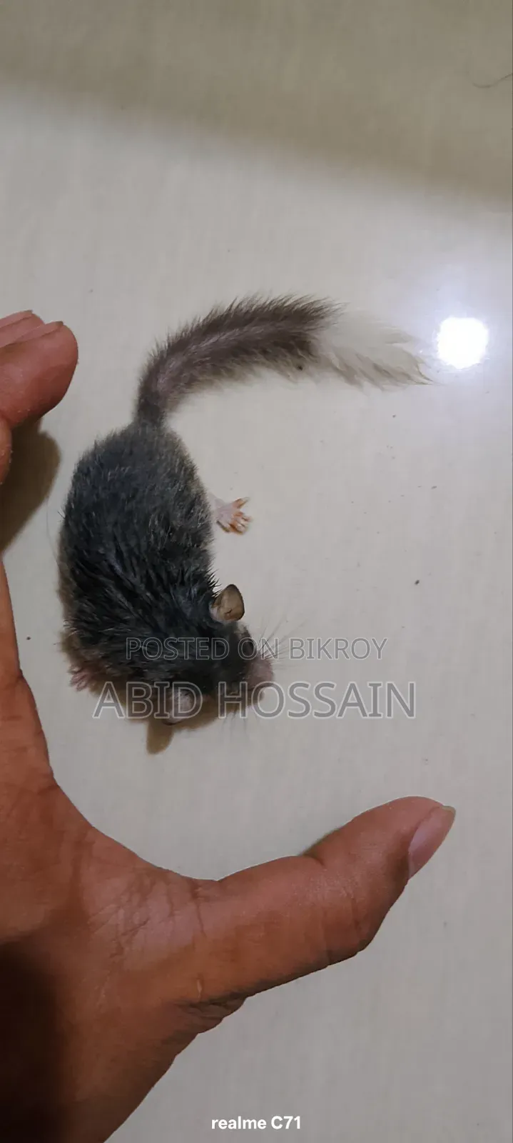 কাঠবিড়ালী