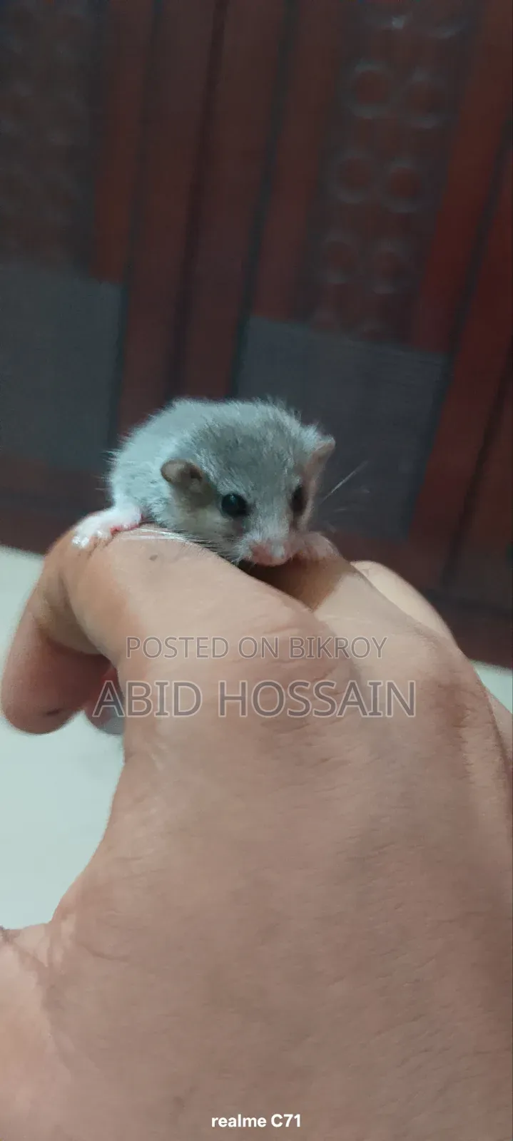 কাঠবিড়ালী