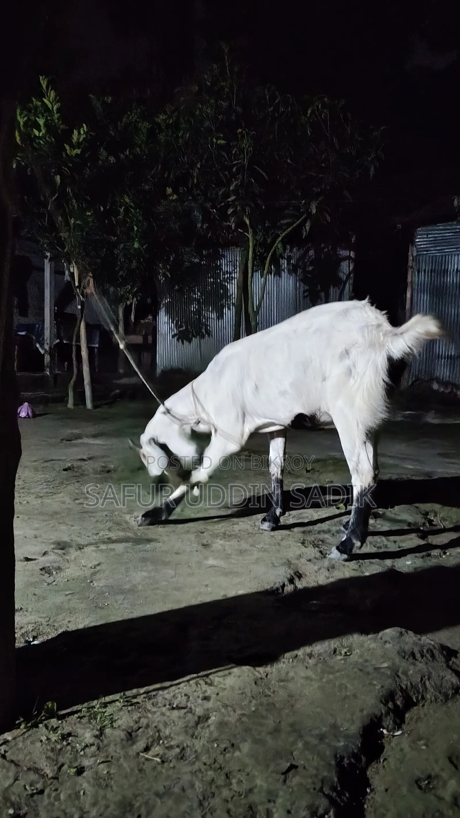 Jamunapari Goat