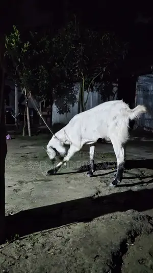 Jamunapari Goat