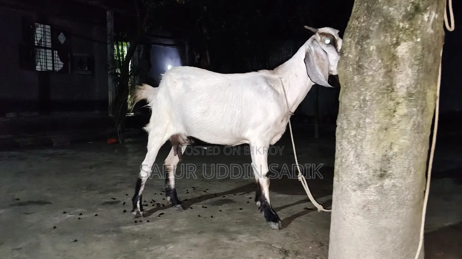 Jamunapari Goat