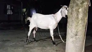 Jamunapari Goat