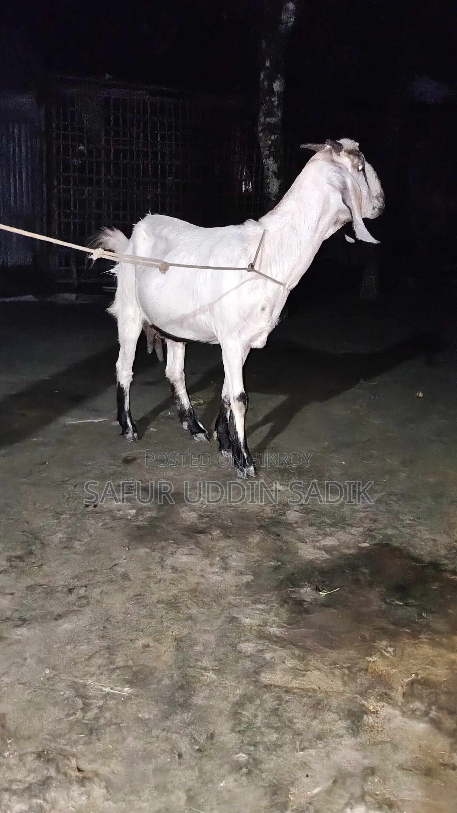 Jamunapari Goat