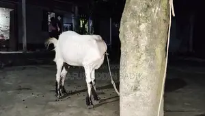 Jamunapari Goat