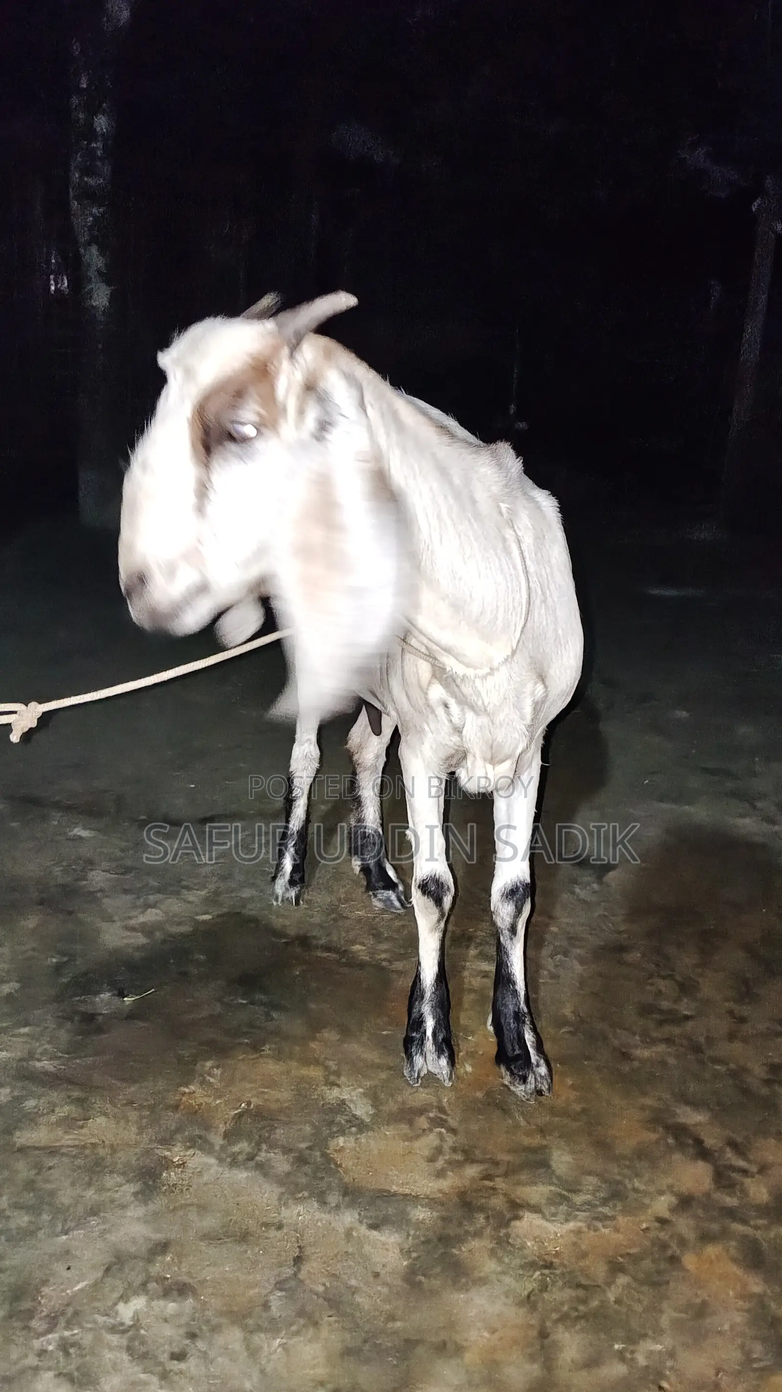Jamunapari Goat
