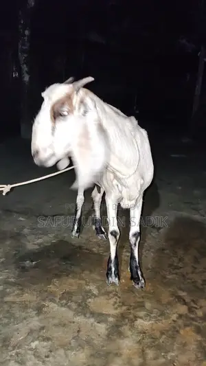 Jamunapari Goat