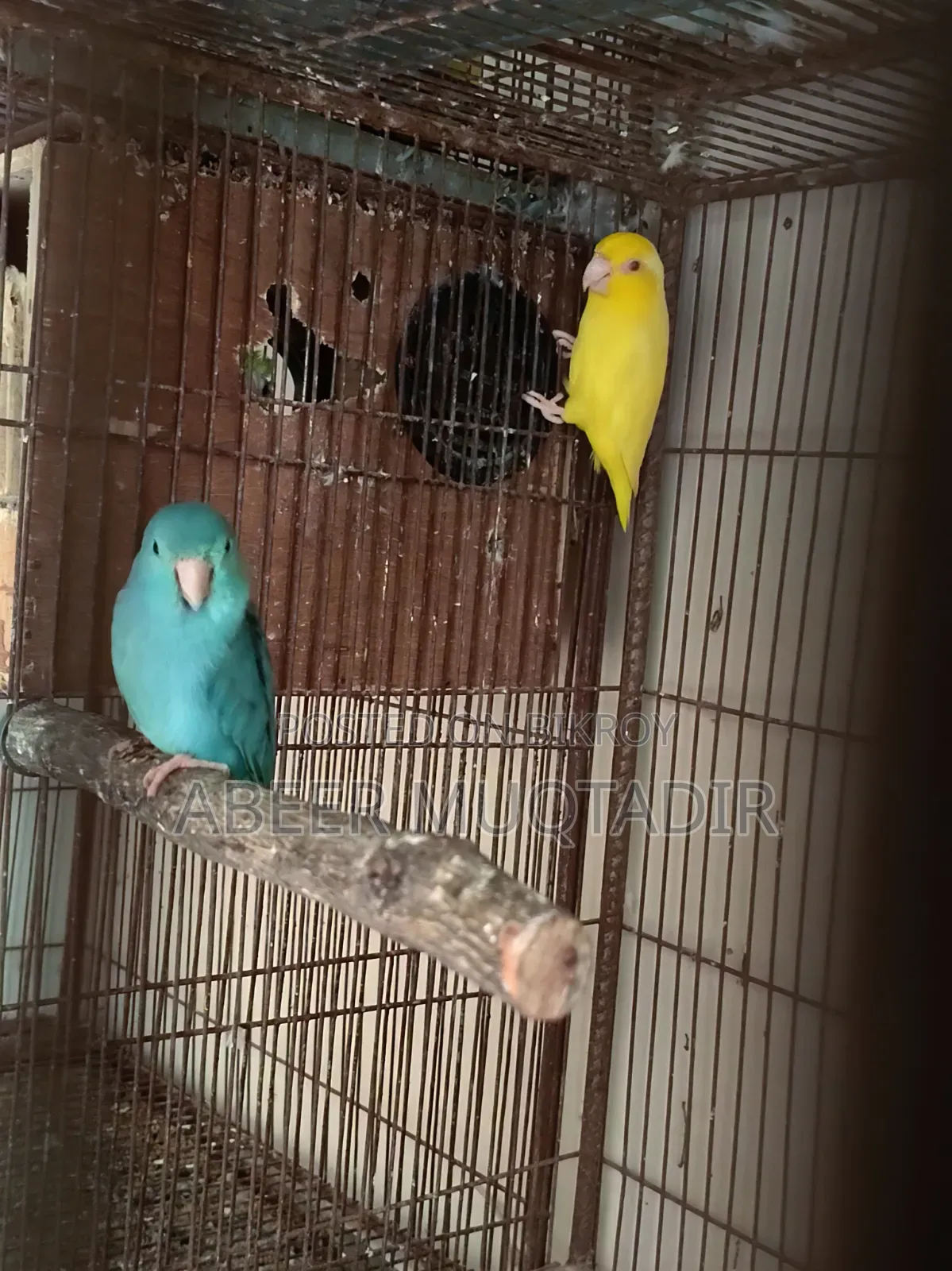 ফরপাস নিউ এডাল্ট পেয়ার