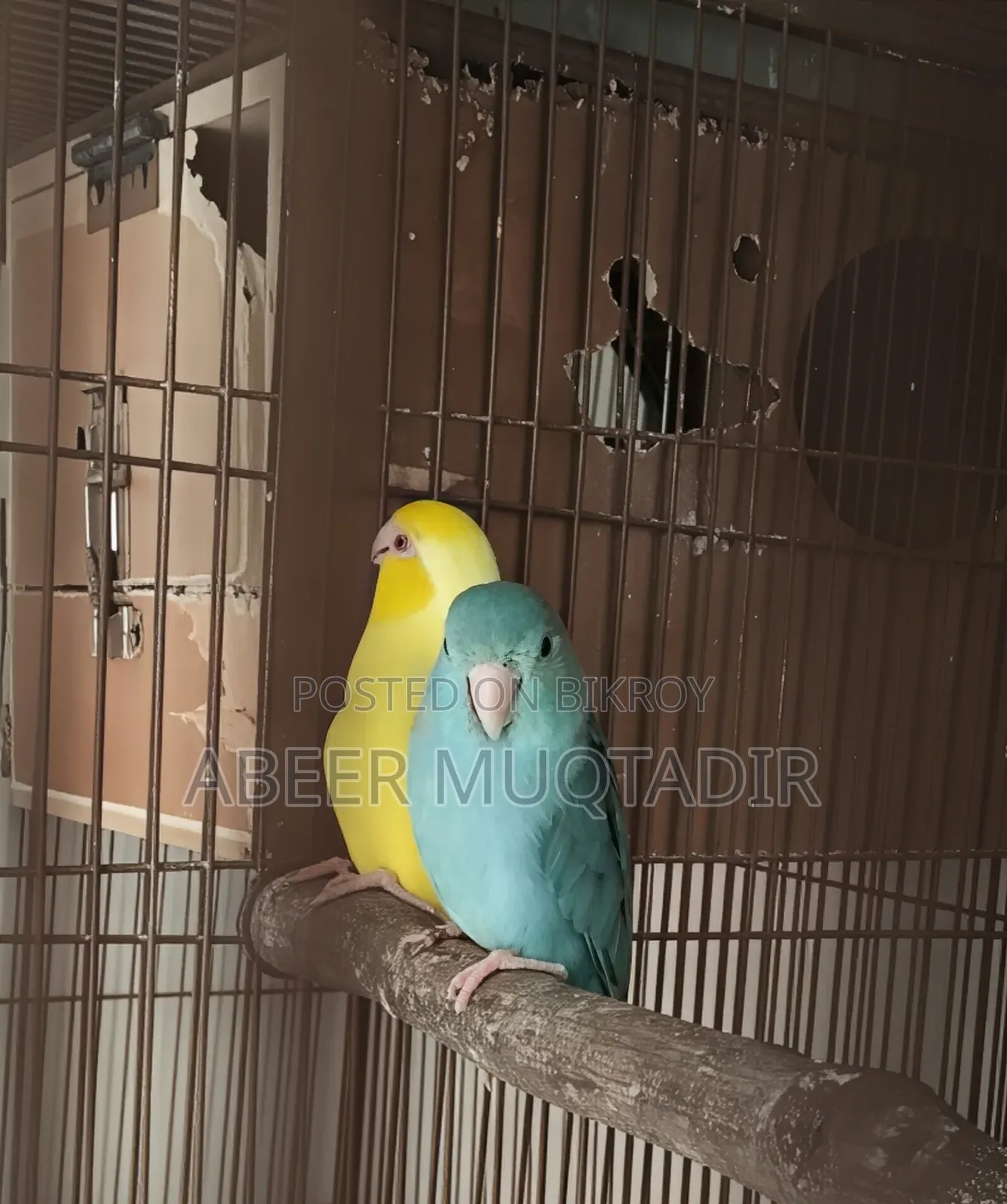 ফরপাস নিউ এডাল্ট পেয়ার