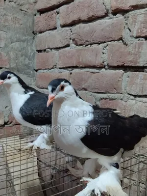 সিরাজি কবুতর