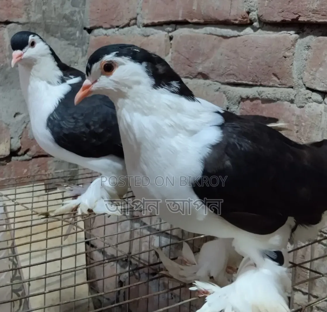 সিরাজি কবুতর