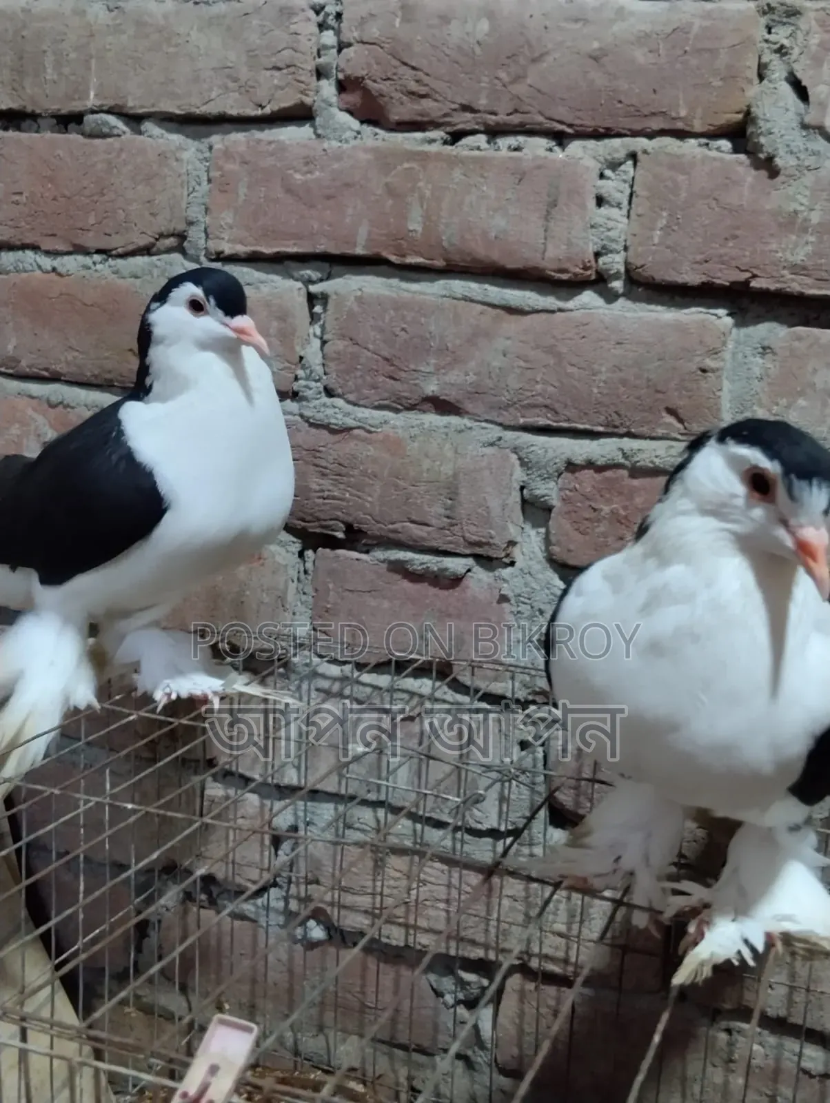 সিরাজি কবুতর