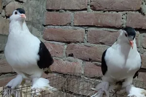 সিরাজি কবুতর