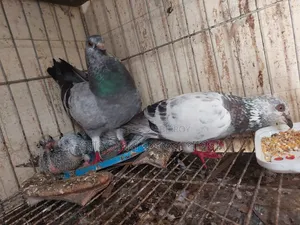 একজোড়া গ্রিলের বাচ্চা বিক্রি হবে
