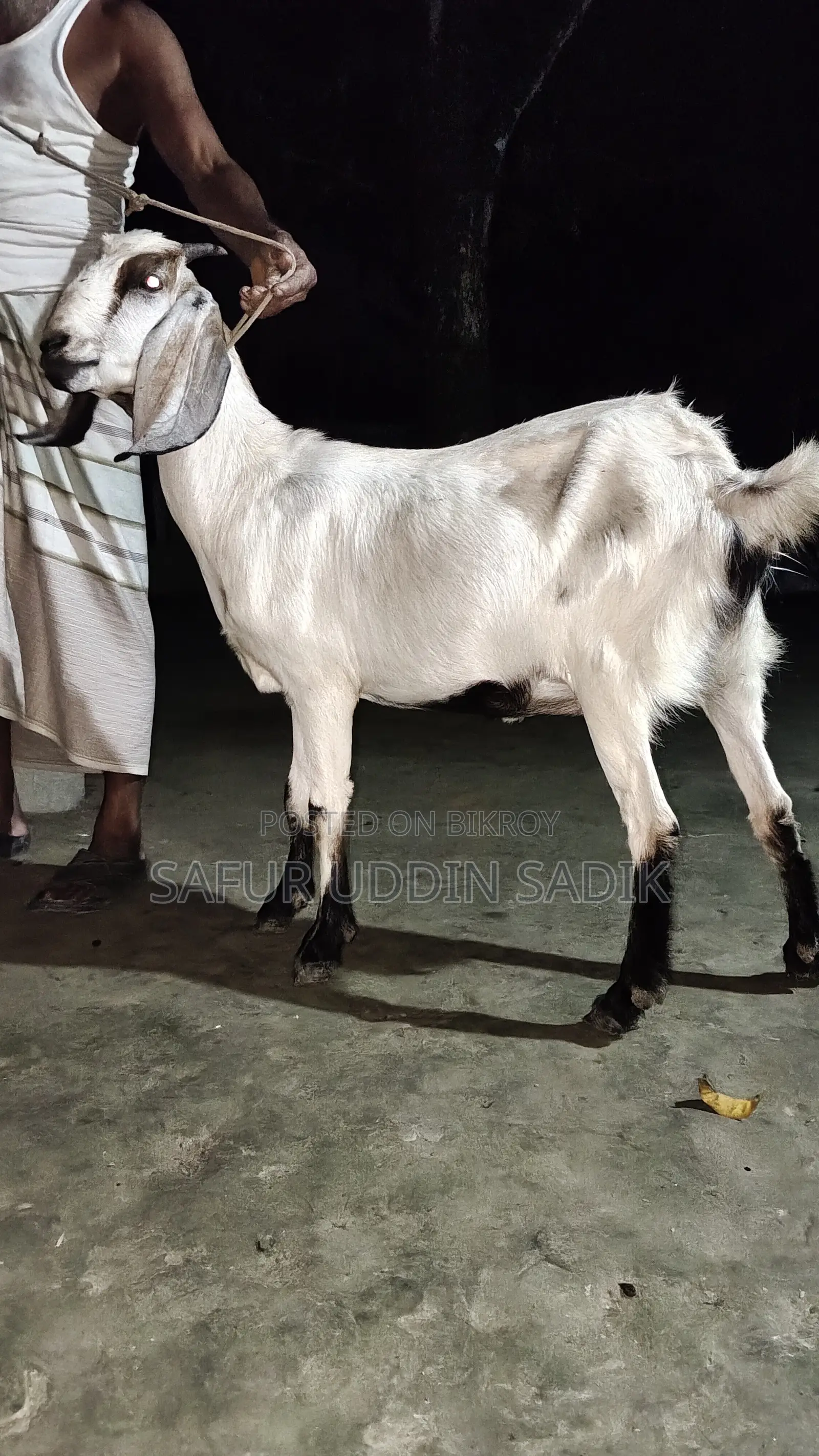 Jamunapari Goat