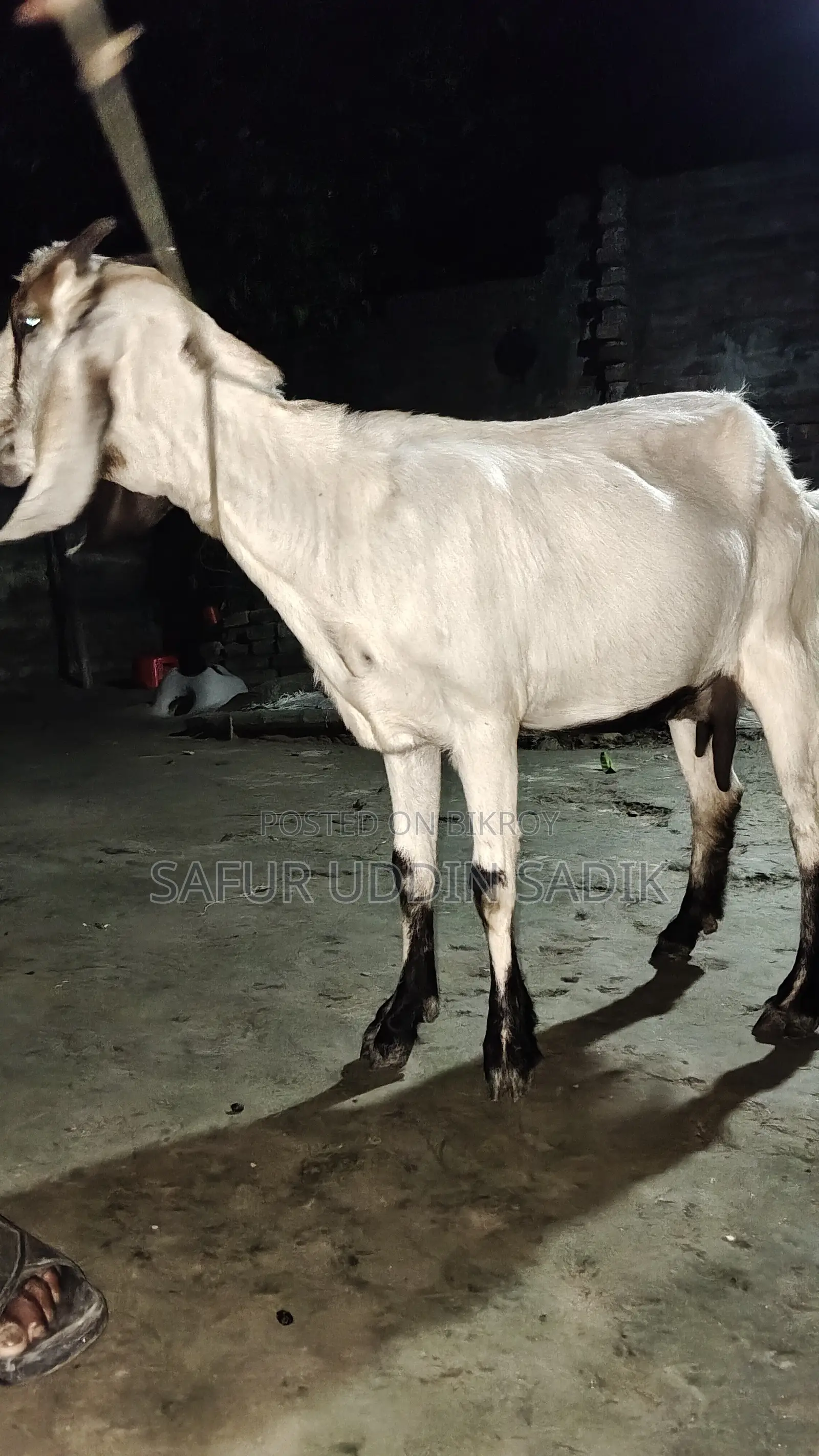 Jamunapari Goat