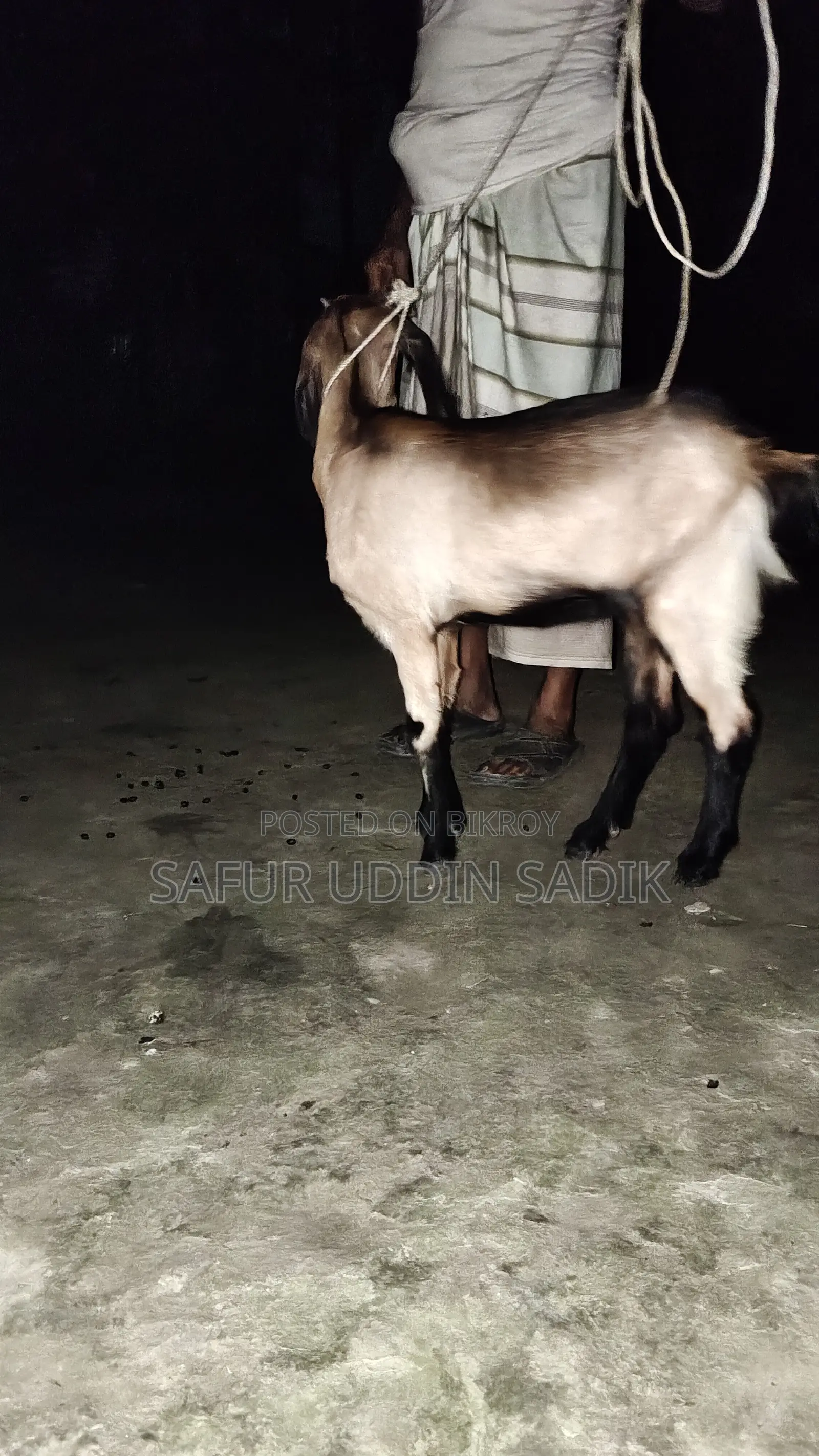 Jamunapari Goat