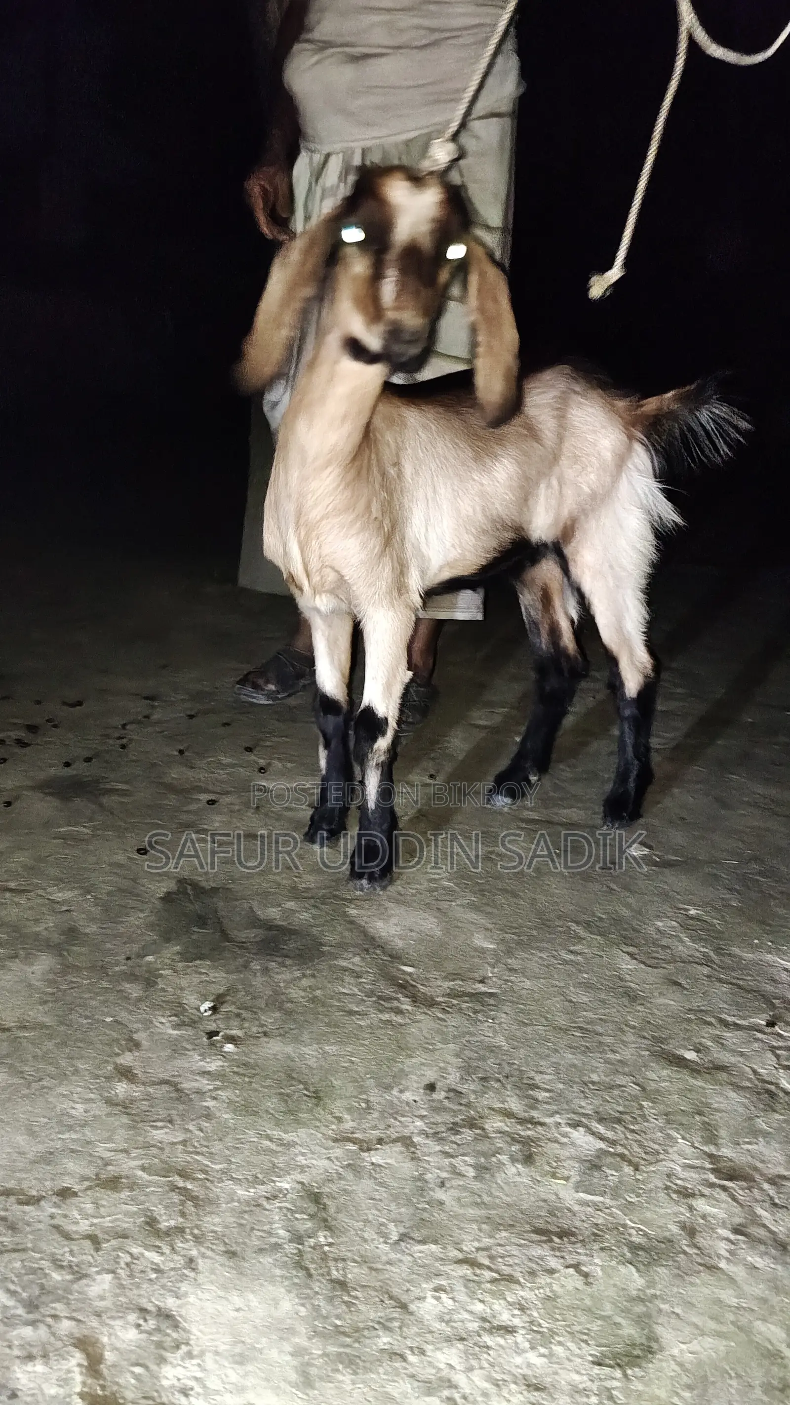 Jamunapari Goat