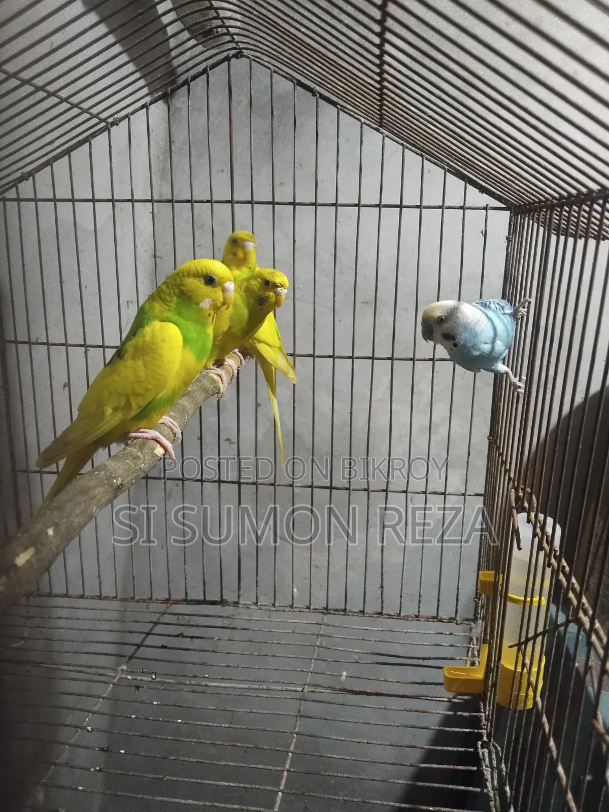 এডাল্ট বাজিগর পাখি