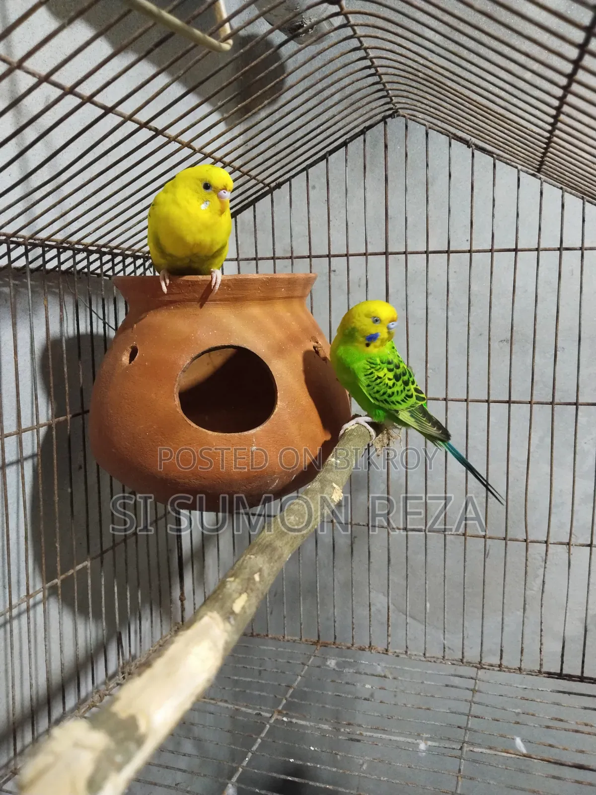 এডাল্ট বাজিগর পাখি