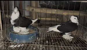 সাদা কালো কবুতর