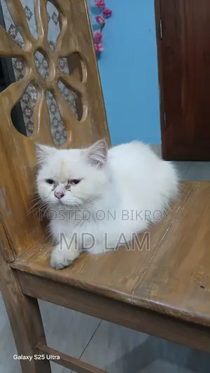 1+ year Female Purebred Persian
