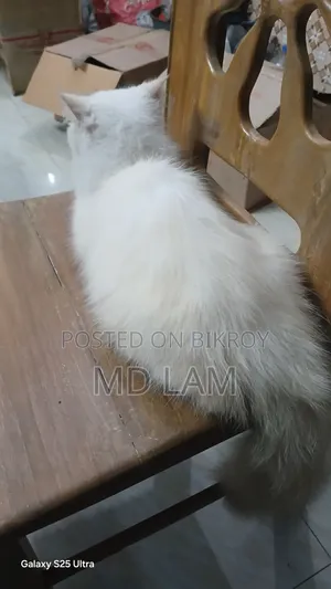 1+ year Female Purebred Persian