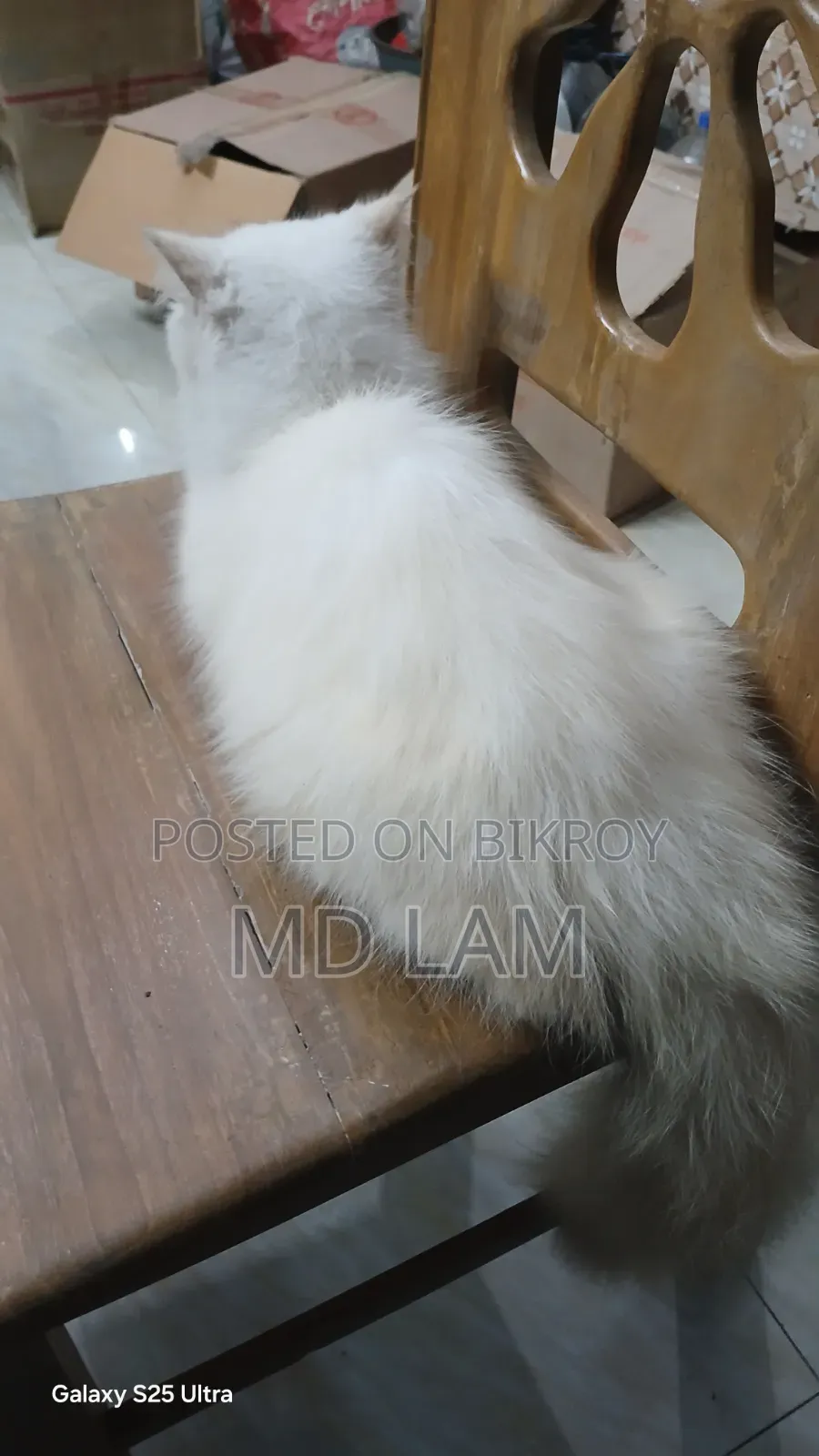 1+ year Female Purebred Persian