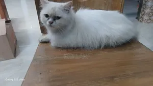 1+ year Female Purebred Persian