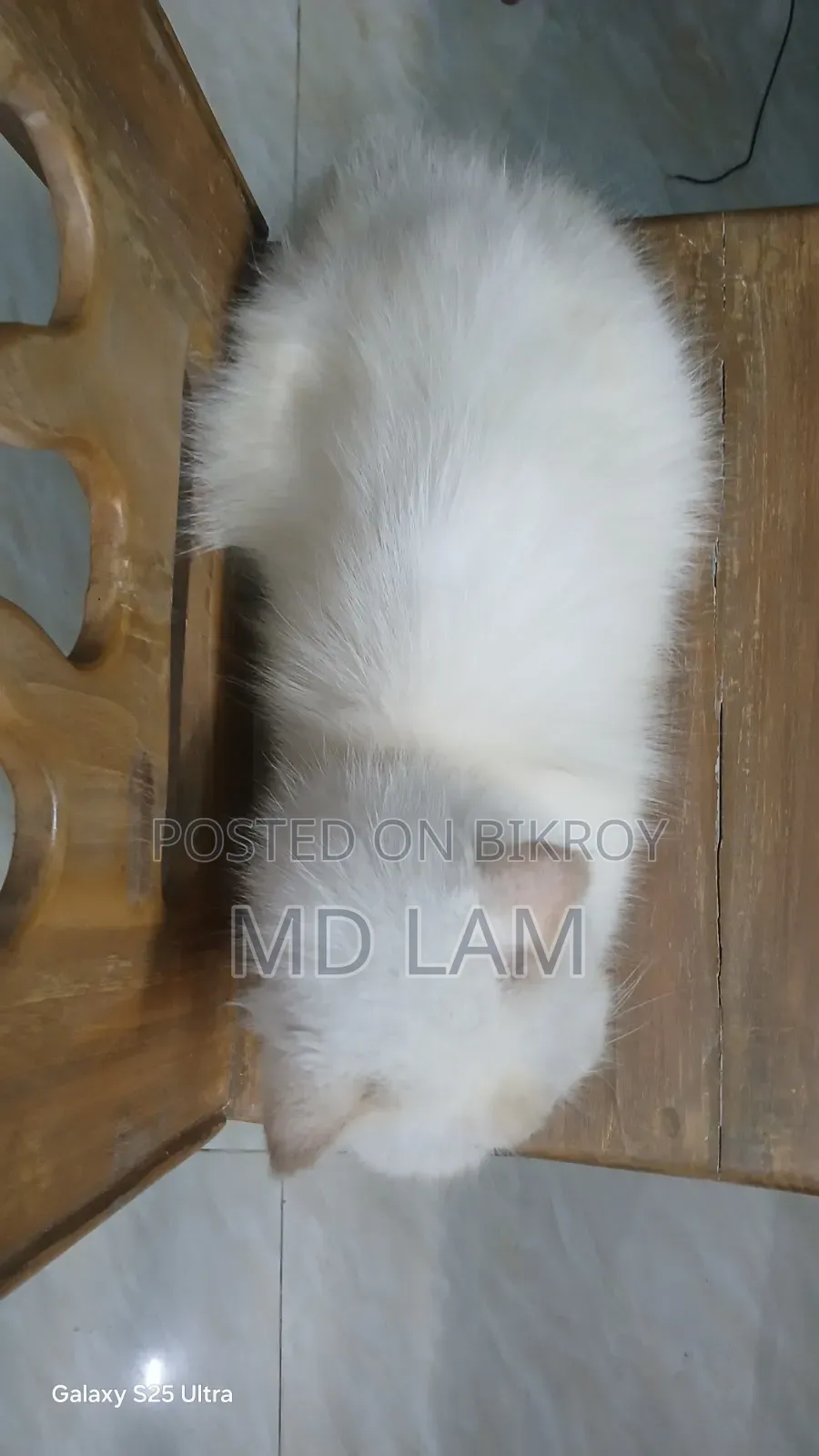 1+ year Female Purebred Persian