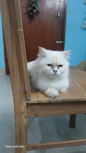 1+ year Female Purebred Persian