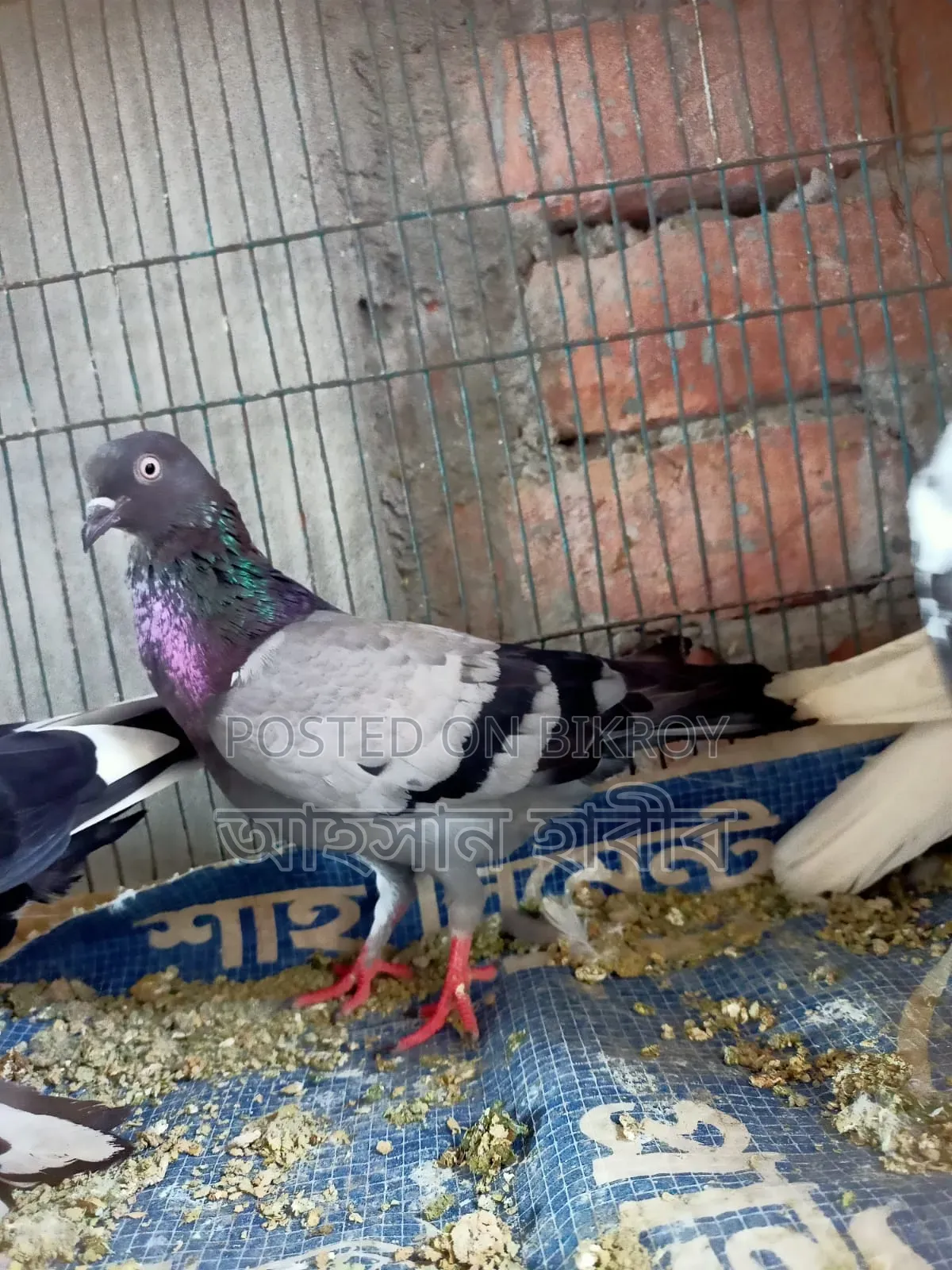 কবুতর সেল হবে