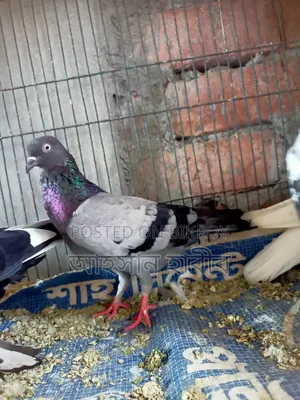 কবুতর সেল হবে