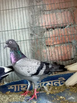 কবুতর সেল হবে