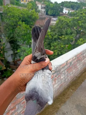 কবুতর সেল হবে