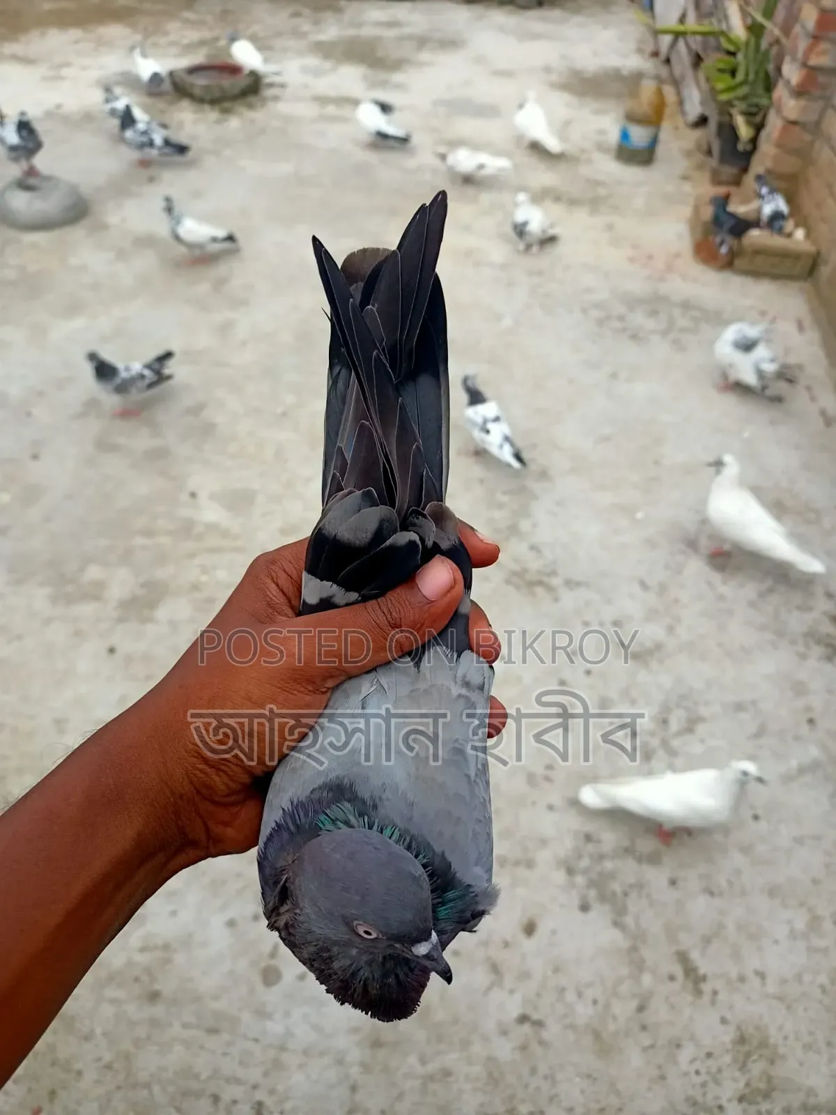 কবুতর সেল হবে