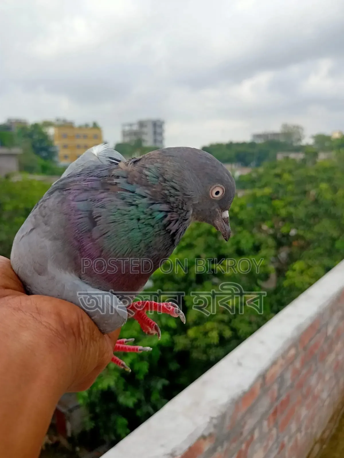 কবুতর সেল হবে